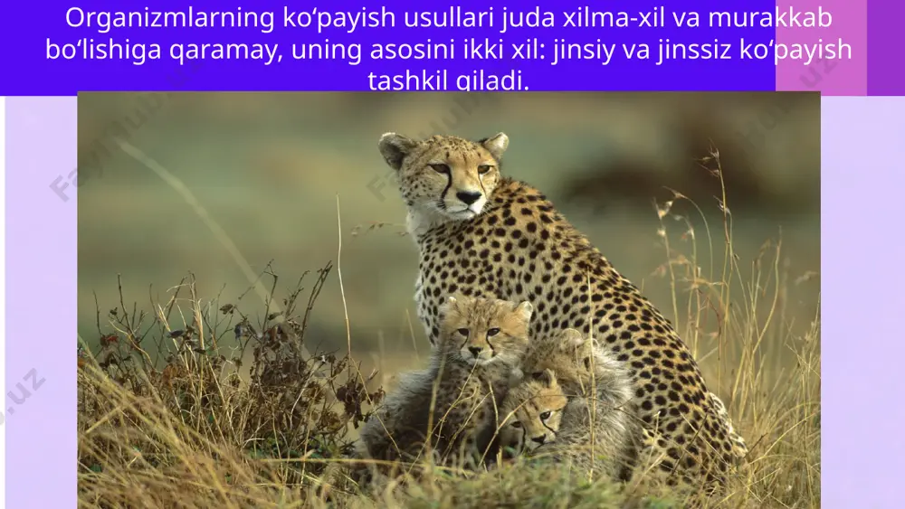 ar hosil bo‘ladi. hujayralar soni birlamchi hujayralar yadro si ning karrali bo‘linishi natijasida hosil bo‘lgan yadrolar soni bilan aniqlanadi. bir va ko‘p hujayrali organizmlarda jinssiz ko‘payish usullaridan biri kurtaklanishdir. misol uchun achitqi zamburug‘lari va gidralar. kurtaklanib ko‘payishda, dastlab, ona organizm tarkibida yadrosi bo‘lgan bo‘rtma hosil bo‘ladi. u o‘sib ona organizm darajasida kattalashadi, so‘ngra ajralib mustaqil organizm sifatida yashaydi. ko‘p hujayralilardan chuchuk suv gidrasida kurtak hujayralar guruhidan iborat bo‘lib, kurtaklar ona organizm tanasi hisobiga oziqlanib, tez rivojlanadi. ularning uchida paypaslagichlari va og‘iz teshigi paydo bo‘ladi. yosh gidralar biroz o‘sgandan keyin ona organizmdan ajralib mustaqil yashay boshlaydi. o‘simliklar olamida vegetativ ko‘payish keng tarqalgan bo‘lib, bunda ona organizmning ayrim bo‘lagining ko‘payishi hisobiga yangi organizmlar hosil bo‘ladi vegetativ ko‘payishga o‘simliklarning qalamchalari, gajaklari, ildiz bachkisi, tugunaklari, piyozchalari va ildizpoyalari orqali ko‘payishini misol qilish mumkin. kartoshka, batat, shoyigul shakli o‘zgargan yer osti poyalari ya’ni tugunaklari orqali; tol, terak, tok, qorag‘at qalamchalari yordamida, olma, yantoq, olcha, terak …