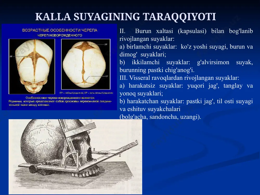 atta qanoti bilat tangasimon chok hosil qilib birikadi. chuqurchaning orqa tarafidagi tepalik — tuberculum retroarticulare deb ataladi. pallaning miyaga qaragan yuzasida (facies cerebralis) barm oq izlari (impressiones digitatae) va miya qattiq pardasi o'rta arteriyasi egati (sulcus a. menengea media) joylashgan. chakka suyagining piramidasi (pars petrosa) uch qirrali piramida shaklida bo'lib, suyak moddasining qattiqligi uchun tosh qismi deb ataladi. uning ichida eshituv-muvozanat a’zosi joylashgan. bu qism kallada gorizontal yotadi, asosi orqaga va lateral tomonga qaragan bo'lib, so'rg'ichsimon o'simtaga o'tib ketadi. chakka suyagi (os temporale) piramidaning orqa yuzasi (facies posterior partis petrosae) orqaga va medial tomonga qaragan. uning o'rta qismida ichki eshituv teshigi (porus acusticus internus) joylashgan. u ichki eshituv yo'liga (meatus acusticus internus) davom etib, uning tubidan yuz nervi kanali boshlanadi. ichki eshituv yo'lidan chekkaroq va yuqoriroqda bosh miya qattiq pardasi o'simtasi kiradigan ravoq osti chuqurchasi (fossa subarcuata) bor. piramidaning orqa chekkasi (margo posterior partis petrosae) uning orqa yuzasini pastki yuzasidan …