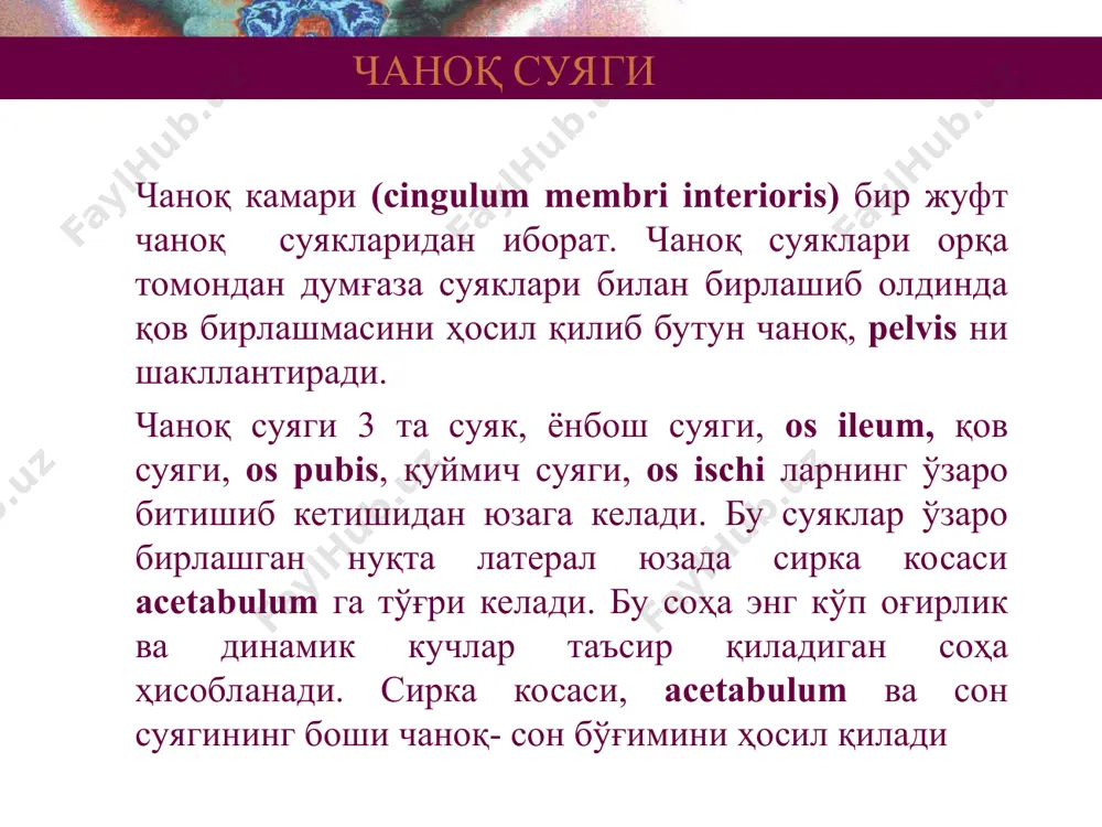 уягининг пастки шохи билан туташади. қуймич суяги бурчак ҳосил қилган жойда қуймич дўмбоғи, tuber ischii ни кўриш мумкин. унинг орқа ва юқори томонида қуймичнинг қирраси spina ischiadica бор. қов ва қуймич суяклари шохлари қўшилиши натижасида, foramen opturatum ёпқич тешиги юзага келади. қов суяги қов суяги, os pubis, калта йўғон танаси, corpus ossis pubis, сирка косаси, acetabulum ни шакиллантиришда иштирок этади. унинг юқори ва пастки шохлари, ramus superior et interior ossis pubis бор. улар бир- бирлари билан бурчак остида турадилар. шу бурчакнинг ташқи юзасида facies symphysialis, симфиз юзаси бор. ундан 2 – 2,5 см. латерал ҳолда қов дўмбоқчаси, tuberculum pubicum жойлашади. бу тузилма қирра pecten ossis pubis ёрдамида linea arcuataга давом этади. юқори шох, ramus superior ossis pubis нинг остки юзасида ёпқич эгатчаси sulcus obturatorius жойлашган. чаноқ суягининг латерал ва медиал юзаси figure 8.8b, c эркак ва аёллар чаноқларидаги фарқлар table 8.2 (1 of 2) эркак ва аёллар чанокларидаги фарқлар table …