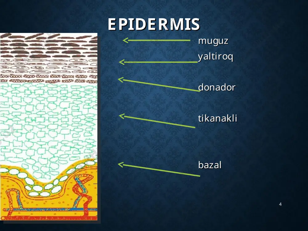 chidagi ekssudatlar qurishidan yoki eroziya, yaralar yuzasidagi ajratma qurishi natijasida kuzatiladi. shu sababli qaloqlar seroz, qonli, yiringli bo'lib, teri sathidan ko'tarilib turadi. * chandiq (cicartix) - derma, gipodermaning chuqur jarohatlanishi natijasida, yaraning bitishi oqibatida hosil bo'lgan yangi to'qima. chandiq, asosan, kollagen tolalardan tarkib topadi. chandiq yuzasidagi teri, odatda, tekis, yaltiroq bo'lib, teri o'z ko'rinishini yo'qotadi va soch follikulalari bo'lmaydi. * lixenifikatsiya (lichenificatio) - terining quruqlashib, zichlanib dag'allanishi bo'lib, epidermis va terining so'rg'ichsimon qavatida kuchli infiltratsiya va akantoz hisobiga kuzatiladi. terining tabiiy ko'rinishio'zgaradi. bunday teri turg'un giperemiyali, zich bo'lib, yuzasi kepaklanadi. lixenifikatsiya odatda m ayda tugunchalar qo'shilishi. surunkaliyalligiangan infiltrat va kuchli qichima bilan kechadi va neyrodermit va boshqa surunkali teri kasalliklarda uchraydi * vegetatsiya (vegctatio) - «ko'payib tarqalish» ma’nosini anglatadi. epidermis tikanaksimon qavatining qalinlashishi va derma so'rg'ichsimon qavatining o'sib ketishi bilan kechadi. e’tiboringiz uchun raxmat!!! *
