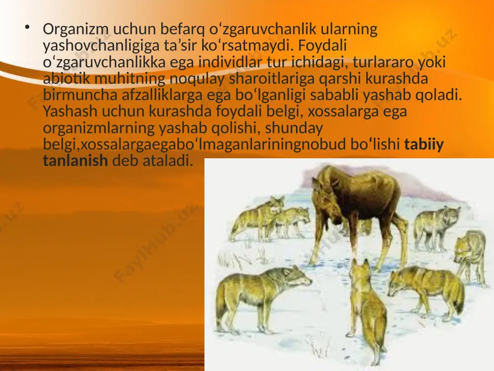 hirib, halok etgan. mutatsiyalar oqibatida kelib chiqqan rudiment qanotli va qanotsiz hasharotlar mutlaqo havoga ko‘tarilmay, turli yoriq, kavaklarga yashirinib olganlar. bu jarayon ko‘p ming yillar davom etishi tufayli irsiy o‘zgaruvchanlik va tabiiy tanlanish okean orollarida hasharotlarning normal qanotlilarning kamayishiga, rudiment qanotli va qanotsiz individlarning kelib chiqishiga sababchi bo‘lgan. organizmlarning yangi belgi-xossalarining hosil bo‘lishi va rivojlanishini ta’minlaydigan tabiiy tanlanish xili harakatlantiruvchi tanla nish deb ataladi dizruptiv tanlanish. ba’zi hollarda muayyan joyda tarqalgan bir tur ga mansub organizmlar orasida bir-biridan farq qiluvchi ikki va undan ortiq indi vidlar guruhi uchrashi mumkin. bu tabiiy tanlanishning yana bir alohi da shakli bo‘lgan dizruptiv tanlanish natija sidir savol va topshiriqlar yashash uchun kurashni qanday izohlaysiz? tabiiy tanlanishni evolutsiyadagi rolini tushuntirib bering. harakatlantiruvchi tanlanishni evolutsiyadagi rolini tushuntirib bering. stabillashtiruvchi tanlanishni evolutsiyadagi rolini tushuntirib bering. dizruptiv tanlanishni evolutsiyadagi rolini tushuntirib bering. image2.jpeg image3.jpeg image4.jpeg image5.jpeg image6.jpeg image7.jpeg image8.png image9.png image10.jpeg image11.png image1.jpeg