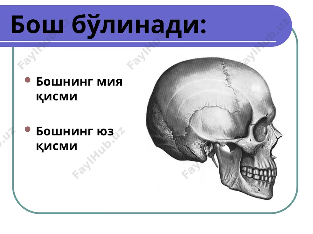 ри болаларда калла гумбази қон томирлари бош гумбази диплоид веналари бош мия пардалари ва улар орасидаги бўшлиқлар эпидурал бўшлиқ (мия қаттиқ пардаси устида) субдурал бўшлиқ (мия қаттиқ пардаси остида) субарахноидал бўшлиқ (тўрсимон ва юмшоқ пардалар орасида) бош гумбази синуслари балаларда бош гумбази синуслари бош мия веналари мия веналарининг диплоид веналарга қуйилиши калла ичидаги гематомалар (кт) эпидурал субдурал субарахноидал мия ичи қоринчада бош мия қаттиқ пардаси синусларининг анатомик хусусиятлари деворлари бош мия қаттиқ пардаси варақаларидан ҳосил бўлган жарохатларда пучаймайди (ёриғи ёпилмайди) синуслар бўшлиғида клапанлар мавжуд эмас веноз синусларга кўплаб диплоэтик ва эмиссар веналар қуйилади веноз синусларининг аҳамияти калла ичи босимини меъёрлаштиради калла ичида қон оқимини бошқаради бош териси йирингли жараёнларида инфекция бош мия синуслари ва пардаларини яллиғланти ради бош мия артериялари: қоннинг 2/3 қисми 1-2 – чап ва ўнг ички уйқу артериялари (canalis caroticus орқали) a. cerebri ant. a. cerebri media қоннинг 1/3 қисми 3-4 – чап ва ўнг умуртқа артериялари …