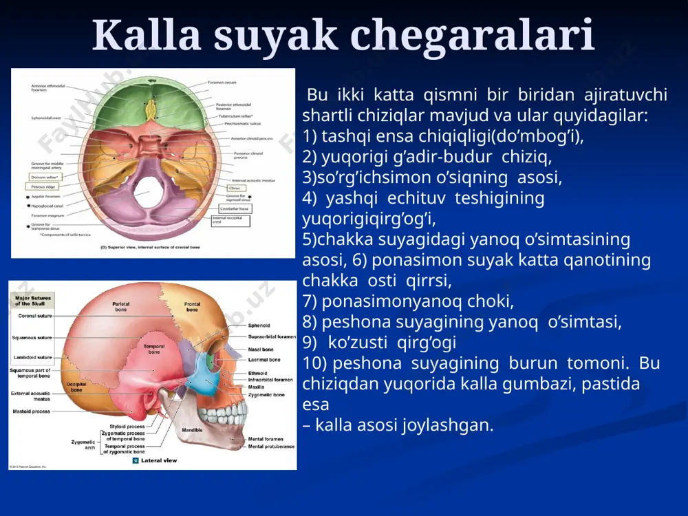 ining pastki tomoni bilan pastki jag’ning burun qirrasiga va tanglay suyagiga brikadi. burun bo’shlig’i-cavitas nasi yuqorigi burun yo’li, meatus nasi superior,qolgan ikki yo’ldan kaltaroq va burun bo’shlig’ining orqa tomonida yotadi. u biroz orqaga va pastga egilgan holatda joylashadi va o’zining orqa uchi bilan ponasimon-tanglay teshigi, foramen sphenopalatinum, gacha yetib boradi. yuqorigi burun yo’lining oldingi qismiga, orqa g’alvirsimon yacheykalar ochiladi. yuqorigi burun chig’anog’idan yuqoriroqda ponasimon-g’alvirsimon botiqlik, recessus spheno-ethmoidalis, joylashgan bo’lib, unga ponasimon pazuxa, sinus sphenoidalis, ochiladi. o’rta burun yo’li, meatus nasi medius, yuqorigi yo’lga umuman paralel, lekin unga nisbatan uzun va kengroqdir. o’rta burun yo’liga yuqorigi jag’ yo’lagi, hiatus maxillaris, orqali yuqorigi jag’ pazuxasi, sinus maxillaris, ochiladi. burun bo’shlig’i-cavitas nasi pastki burun yo’li, meatus nasi inferior, - eng uzun va eng keng yo’l. uning oldingi uchiga yaqin joyda burunko’zyosh kanali, canalis nasolacrimalis, ning pastki teshigi joylashgan . pastki burun yo’lining yuqorigi devori bo’lib pastki burun chig’anog’i, pastki devori esa yuqorigi jag’ning …