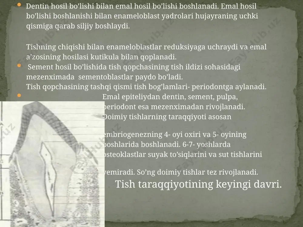 tishlarning tuzilishi - Page 4