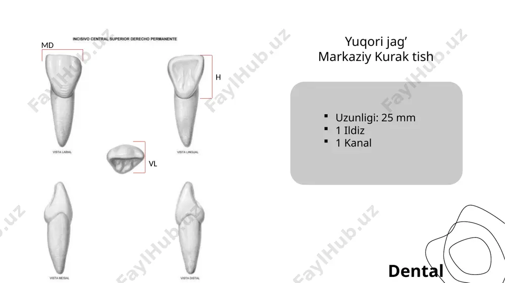dental student - Page 2