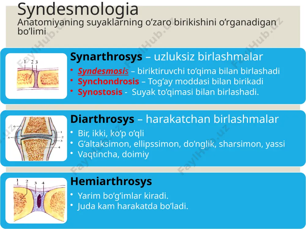 sindesmologiya–suyaklar birlashuvi haqida bilim - Page 5