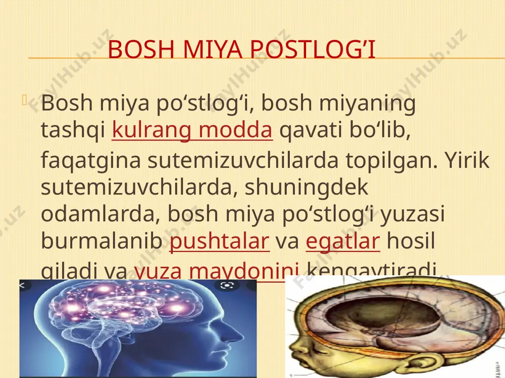 bosh miya yarimsharlari po’stlog’i funksiyasini tekshrish usullari - Page 5