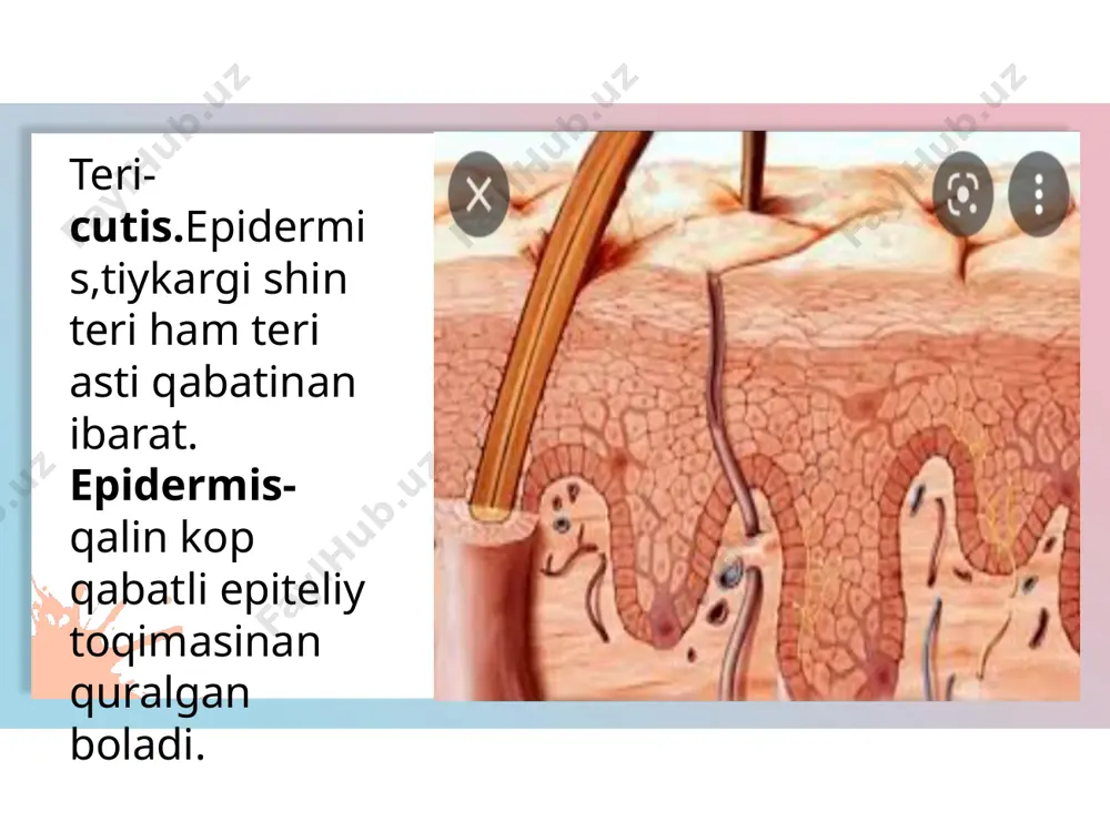 teri, teri payda etiwshi organlar ham dem aliw organlarin preparovka etiw - Page 3