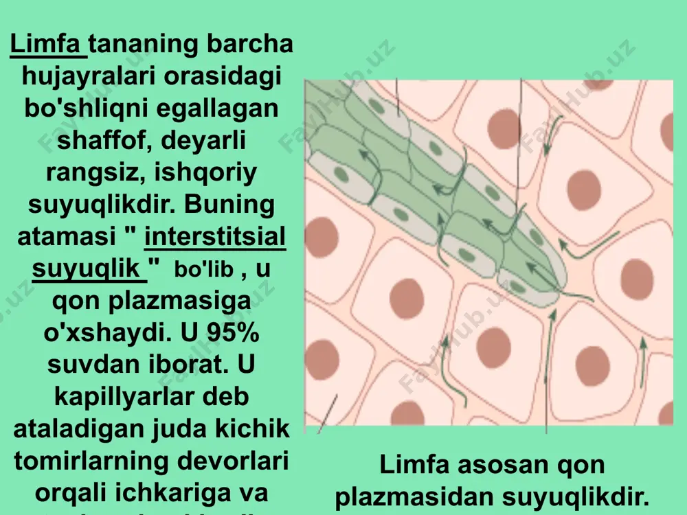 limfa sistemasi - Page 3