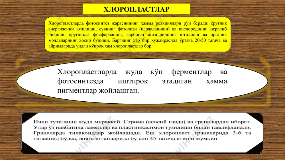баргнинг тузилиши ва хлоропласт пигментлари - Page 5