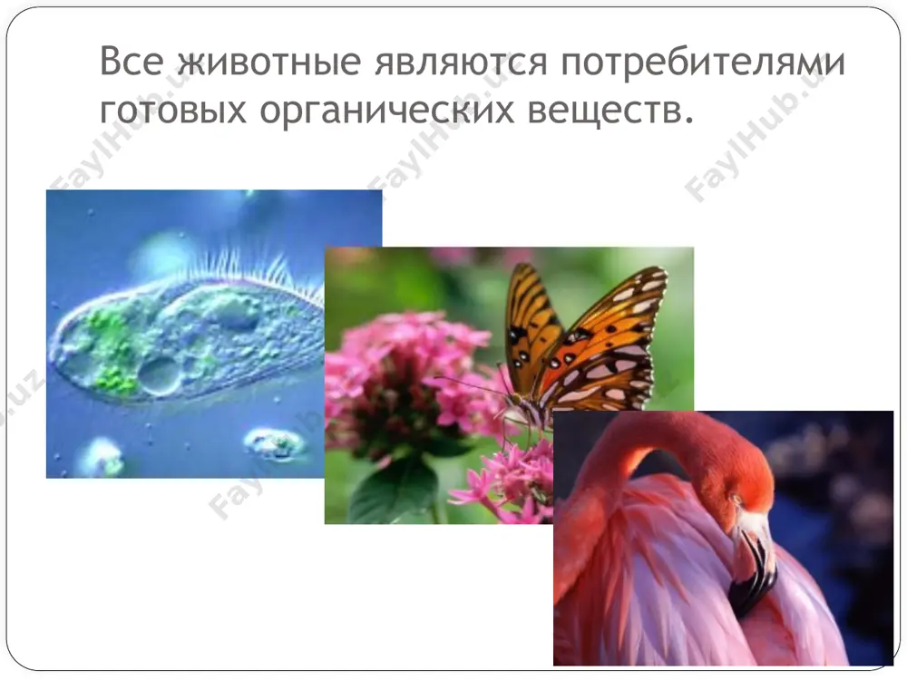 ик имеет несколько отделов. длина толстого кишечника увеличивается. у некоторых есть слепая кишка. биологический диктант. организмы, использующие для питания готовые органические вещества - организм, обитающий внутри или на поверхности тела другого организма (хозяина), от которого он получает пищу и, как правило, местообитание — процессы измельчения, расщепления и переваривания пищи - если пищеварение происходит специальных отделах пищеварительной системы, то такой тип пищеварения называется если пищеварение происходит вне организма, то такой способ пищеварения называется отдел желудка птиц, в котором осуществляется химическая переработка пищи... отдел желудка птиц, в котором осуществляется механическая переработка пищи… гетеротрофы паразит пищеварение внутренним наружным железистым мускульным закончи предложения: сегодня на мне больше всего понравилось……… сегодня на уроке самым сложным было………………………………….. сегодня я научился…………. для меня самым интересным на уроке было…… домашнее задание: прочитать п. 40, ответить на вопросы в конце параграфа. image2.jpeg image3.jpeg image4.jpeg image5.gif image6.png image7.jpeg image8.jpeg image9.gif image10.jpeg image11.jpeg image12.jpeg image13.jpeg image14.gif image15.gif image16.jpeg image17.jpeg image18.jpeg image19.png …