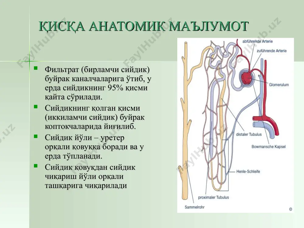 аклар пальпация ва перкуссияси сийдик қопи перкуссиясида паст перкуссия қўлланилади. агар сийдик қопчаси бўш бўлса – тимпаник товуш, сийдик билан тўла бўлса бўғиқ товуш аниқланади. тўла ва кенгайган сийдик қопчаси қорин девори юпқа бўлганда пальпацияда аниқланади. соғломларда у силлиқ ва эластик бўлади. сийдик қопи пальпация ва перкуссияси лаборатор текшириш усуллари сийдик умумий анализи ( миқдори, ранги, тиниқлиги, хиди, солиштирма оғирлиги, сийдик реакцияси, оқсил миқдори, сийдикдаги глюкоза мидори, лейкоцитлар, эритроцитлар, цилиндрлар ва эпителий кўрув майдонида аниқланади, тузлар, кетон таначалар, билирубин, уробилин) сийдик бактериологик текшируви сийдик чўкмасидаги шаклли элементларни сонини аниқлаш: нечипоренко, аддис-каковский синамалари буйракларни функционал текшириш усуллари: зимницкий ва реберг синамалари. коннинг биохимиявий анализи (умумий оқсил миқдори ва унинг фракцияларини аниқлаш, қолдиқ азот: аммиак, мочевина, креатинин миқдори аниқланади) буйрак касаликларида сийлик анализидаги ўзгаришлар кўрсат кичлар ўткир пиелонефрит ўткир гломерулонефрит сурункали пиелонефрит сурункали гломерулонефрит миқдори 300 мл 40 мл ранги оч сариқ рангда гўшт ювиндиси оч сариқ рангда гўшт ювиндиси тиниқлиги хира …
