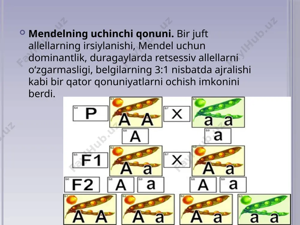 siga gorizontal bo‘yicha bitta orga nizm gametalari, vertikal bo‘yicha katakchalarning chap tomoniga ikkinchi organizm gametalari yoziladi. katakchalar ichiga esa gametalar qo‘shilishidan hosil bo‘lgan zigotalarning genotipi yoziladi. f2 da hosil bo‘lgan organizmlarni fenotip bo‘yicha hisoblab chiqish nihoyatda oson. duragaylar fenotip bo‘yicha to‘rtta guruhga bo‘linadi: 9 ta sariq silliq; 3 ta yashil silliq; 3 ta sariq burishgan; 1 ta yashil burishgan duragaylar hosil bo‘ladi. agar har bir belgilar bo‘yicha ajralishni hisoblab chiqiladigan bo‘lsa, sariq donning soni yashil rangga, silliq shaklining soni burishgan shakliga nisbatan 3:1 bo‘ladi. shunday qilib, diduragay chatishtirishda har juft belgilar boshqa juft belgilarga bog‘liq bo‘lmagan holda xuddi mono duragay chatishtirishdagidek ajralishga uchraydi. urug‘lanish jarayonida gametalarning tasodifan uchrashish ehtimoli barchasi uchun bir xil bo‘ladi. hosil bo‘lgan zigotalarda genlarning har xil kombinatsiyalari amalga oshadi. diduragay chatishtirishda genlarning turli kombina­tsiyalari natijasida belgilarning mustaqil holda taqsimlanishi, agarda juft allel genlar har xil gomologik xromosomalarda joylashgan bo‘lsagina amalga oshadi. mendelning uchinchi qonunini quyidagicha izohlash …