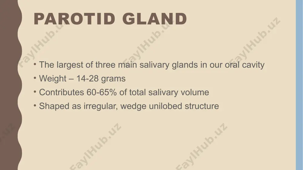 passes through and divides within the substance of the parotid gland is the external carotid artery. as it passes through the posteromedial aspect of the gland, it gives off the maxillary artery, as well as the superficial temporal artery. occasionally it also gives off the posterior auricular artery within the substance of the parotid gland as well. image1.jpeg image2.jpeg image3.jpg /docprops/thumbnail.jpeg