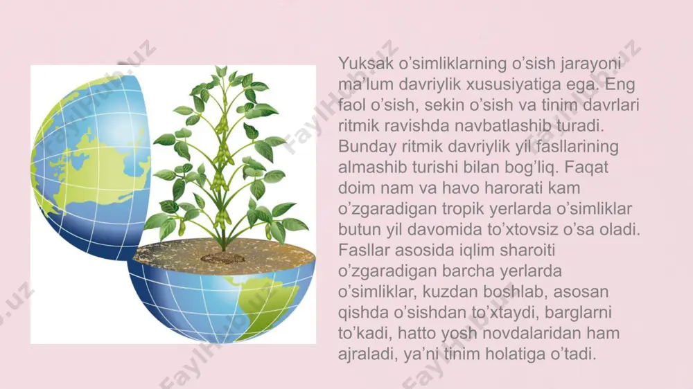 o'simliklar dunyosi va xilligiyoti - Page 4