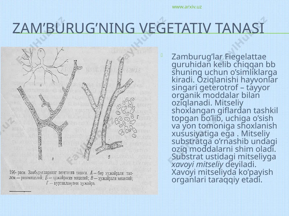 ish, achitqi sklerotsiy vositasida, gifalar zich joylashib o’sib qoramtir binafsha rang h. oziq moddaga boy, shoxsimon tuproqda bb qulay sharoitda mevatana h.q (shoxkuya) www.arxiv.uz c- xlomidospora, d-oidia www.arxiv.uz www.arxiv.uz jinssiz ko’payish 2 xil zoosporalar endogen yo;l bilan gifalar uchidagi zoosporangiy ichida taraqqiy etadi, uning ichida bir yoki ikki xivchinli zoosporalar yetishadi. konidiyasporalar bilan ko’payish. konidiyaspora konidiyaband deb ataladigan alohida gifning uchida paydo bo’ladi. www.arxiv.uz e- konidiya hosil bo’lishi, www.arxiv.uz batrachochytrium dendrobatidis ning zoosporangiysi www.arxiv.uz konidiyalarning konidiumda hosil bo’lishi va erkin konidiyalar www.arxiv.uz jinsiy ko’payishida gametogamiya yo’li bilan ko’payish www.arxiv.uz a-izoogamiya, b-geterogamiya, c- oogamiya www.arxiv.uz somatogamiya , www.arxiv.uz zamburug’larda zoosporaning tuzilishi. a - xivchinlarning joylashishi va tuzilishi. 1- orqa tomonda joylashgan silliq xivchin, 2-old tomonda o’rnashgan patli xivchin, 3-4- silliq va patli ikki xivchinli zoospora, б - zoosporaning ultra mikroskopda ko’rinishi, я-yadro, як-yadro qalpoqchasi, х-xivchin, m-mitoxondriy, ц- sentrosoma, b – patli xivchinning tuzilishi, mh- mastigonemalar www.arxiv.uz zamburug’larni klassifikatsiyalashda ularning tuzilishiga,ko’payishiga, polisaxaridlar …