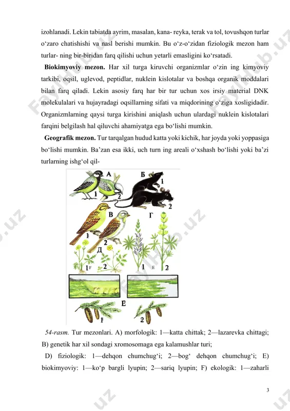 ni egallashi mumkin. bu esa o‘z navbatida geografik mezon boshqa mezonlar kabi turning o‘ziga xos belgisi bo‘la olmasligidan guvohlik beradi. ekologik mezon. mazkur mezon ostida har bir turga kiruv chi organizmlarning konkret muhit sharoitida yashashi, unga moslashganligini tushunish lozim. masalan, dalalar, o‘tloqzorlarda zaharli ayiqtovon, sernam yerlarda sudraluvchi ayiqtovon, daryo, ko‘lmak chetlarida, botqoqliklarda achishtiradigan ayiqtovon turlari uchraydi. genetik mezon. bu mezonda har bir turga xos xromosomalar soni, shakli, tuzilishi, maxsus bo‘yoqlar bilan bo‘yalishi tushuniladi. qora kalamushning ikkita qiyofadosh turining birida 38 ta, ikkinchisida 42 ta xromosoma bor. genetik mezon barqaror bo‘lsa-da, bu o‘xshashlik nisbiy sanaladi. chunki tur ichida xromosomalar soni va tuzilishida farq bo‘lishi, har xil turlarda esa xromosomalar soni teng bo‘lishi mumkin. yuqorida qayd qilingan mezonlardan birontasi ham har yoqlama hisoblanmaydi. shu bois turlarni aniqlashda ularning hammasidan yoki ko‘pchiligidan foydalanish talab qilinadi. politipik turlar har bir o‘simlik, hayvon turi bir-biridan ozmi-ko‘pmi tafovut qilgan individlardan tarkib topgan. g‘afurova ma’lumotlariga ko‘ra xumson …
