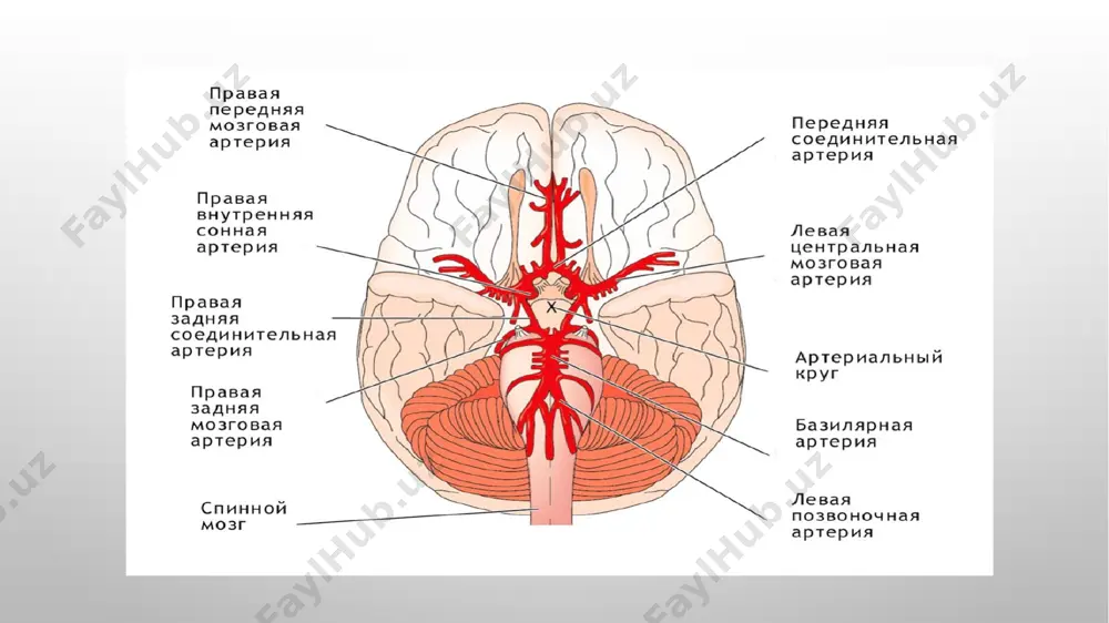 lanadi. sistem aqb tushib ketishining asosiy sabablari – ortostatik gipotenziya, tungi apnoe, og‘ir jismoniy mehnat, to‘xtovsiz yo‘tal, giperventilatsion sindrom, gipotenziv dorilar dozasining oshib ketishi, miokard infarkti, yurak aritmiyasi (bradikardiya, taxikardiya), gipovolemiya va shu kabi boshqa holatlar. klinikasi tranzitor ishemik atakalarning har qanday klinik turida o‘choqli nevrologik simptomlar to‘satdan paydo bo‘ladi. juda ko‘p hollarda bu simptomlar 5-20 daqiqa ichida o‘tib ketadi. tia belgilari kam holatlarda bir soatgacha cho‘ziladi. tia klinikasi turli-tuman bo‘lib, ular monoparez (kam hollarda gemiparez), sezgi buzilishlari, sensor va motor afaziya, amavroz, optiko-piramidal sindrom, epileptik xurujlar va ba’zida psixik fenomenlar ko‘rinishida namoyon bo‘ladi. aksariyat holatlarda tia klinikasini ilg‘ab bo‘lmay qoladi yoki anamnestic ma’lumotlarga tayanib o‘rganiladi. aqb keskin tushib ketishi sabablirivojlanadigan gemodinamik tia ko‘pincha sinkopal holatlar bilan boshlanadi. karotid havzada kuzatiladigan tia belgilarini keltirib o‘tamiz: - optik-piramidal sindrom – karotid stenoz tomonda amavroz, qarama-qarshi tomonda markaziy gemiparez va paresteziyalar; - amavroz (amaurosis fugax) – karotid stenoz tomonda ko‘rishning qisqa muddatga …