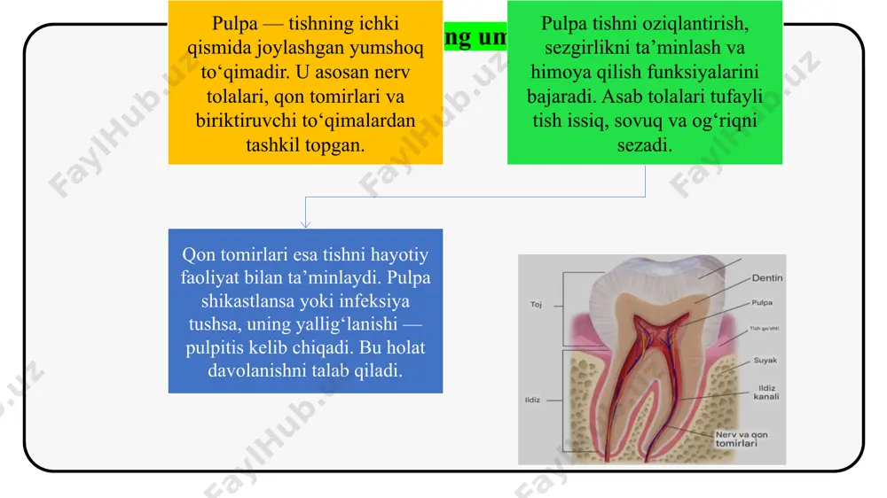 ildiz kanalida qoldiq pulpa yoki infeksiya qolishi mumkin. bu esa qayta yallig‘lanish va og‘riqni keltirib chiqaradi. to‘g‘ri ishlatilgan asboblar esa kanalni to‘liq tozalab, plombalash uchun ideal sharoit yaratadi. natijada tish uzoq muddat funksional holda saqlanib qoladi. "pulp" – pulpa (tishning yumshoq qismi) pulpani olib tashlash jarayoni stomatologiyada eng muhim endodontik amaliyotlardan biridir. pulpa tishning hayotiy faoliyatini ta’minlovchi to‘qima bo‘lib, uning yallig‘lanishi yoki shikastlanishi davolashni talab qiladi. pulpa ekstirpatsiyasida qo‘llaniladigan qo‘l, mexanik va elektr asboblar bu jarayonni samarali amalga oshirishda asosiy vosita hisoblanadi. asboblarni to‘g‘ri tanlash va ketma-ketlikda qo‘llash davolash natijasini belgilab beradi. shuningdek, zamonaviy texnologiyalar asosida ishlab chiqilgan yangi asboblar jarayonni yengillashtirib, aniqlik va tezlikni oshirmoqda. sterilizatsiya va xavfsizlik qoidalariga rioya etish esa infeksiya tarqalishining oldini olib, bemorning salomatligini himoya qiladi. umuman olganda, pulpani olishda qo‘llaniladigan asboblar haqida chuqur bilimga ega bo‘lish va ularni amaliyotda to‘g‘ri qo‘llash tishlarni uzoq muddat saqlash, bemorga sifatli va samarali davolash xizmatini ko‘rsatishda muhim ahamiyat …