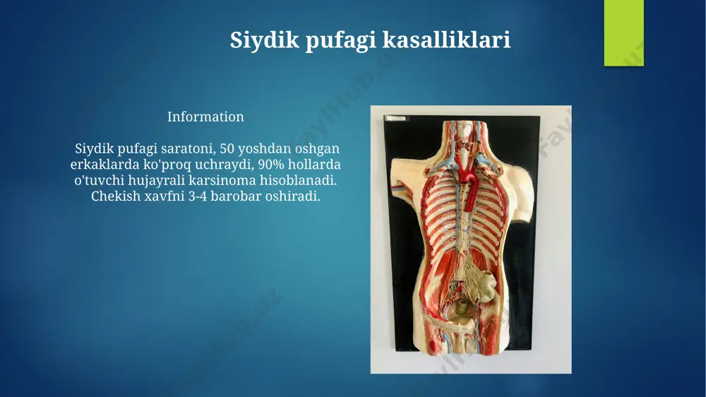 dek, qizil qon hujayralari ishlab chiqarish uchun zarur bo'lgan eritropoetin gormonini ishlab chiqaradi. buyraklar: vazifalari siydik chiqarish kanali (uretra) kasalliklari uretra strikturasi - bu kanalning torayishi bo'lib, u 20-40 yoshdagi erkaklarda shikastlanish, yallig'lanish yoki oldingi jarrohlik sababli paydo bo'lishi mumkin va siydik chiqarish qiyinlashuviga olib keladi. uretra prolapsi, ko'proq 50 yoshdan oshgan ayollarda uchraydi, bunda uretra shilliq qavati teshikdan chiqib ketadi, qon ketishi va og'riq keltirib chiqaradi, ba'zan jarrohlik davolashni talab qiladi. siydik yo'llari kasalliklari buyrak tosh kasalligi, nefrolitiaz, 5-10% aholida uchraydi, og'riq xurujlari, gematuriya (qonda siydik) va buyrak funktsiyasining buzilishiga olib kelishi mumkin. siydik qopi saratoni, urologik saratonning 3% ini tashkil etadi, 55 yoshdan oshgan erkaklarda ko'proq uchraydi, asosiy belgisi - painless gematuriya. siydik yo'llari: joylashuvi buyraklar umurtqa pog'onasining ikkala tomonida, 12-ko'krak umurtqasidan 3-bel umurtqasigacha bo'lgan sohada joylashgan bo'lib, o'ng buyrak jigarga yaqinligi sababli chap buyrakdan taxminan 1-2 sm pastroqda joylashgan. siydik yo'llari (ureterlar) 2 ta bo'lib, har biri …