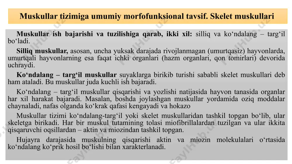 qisqaradi. shundan so‘ng, ushbu harakat tugashi bilan kross-ko‘prik ingichka ipdan echiladi va o‘ziga keyingi ipni biriktirib oladi. miozin va aktin filamentlari o‘rtasidagi ko‘prikcha muskullarning qisqarishini ta’minlovchi uzluksiz mexanizm sifatida xizmat qiladi. bu jarayon juda ko‘p energiya sarfini talab qilib, u adenozin uchfosfat molekulasi hisobidan ta’minlanadi. muskullarning qisqarish jarayonida kalsiy ionlari ham muhim rol o‘ynaydi. muskullarning tuzilishi tana muskullari – musculus katta – kichikligi va shakli qanday bo‘lishiga qaramay, muskul to‘qimalari yig‘indisidan hosil bo‘lgan. muskul to‘qimalari parallel tolalardan tuzilgan bo‘lib, har qaysi tola biriktiruvchi to‘qimalar bilan birikadi. muskul to‘qimalarining har qaysi to‘plami tashqi tomondan g‘ilof shaklidagi biriktiruvchi to‘qima pardasi bilan o‘ralgan bo‘ladi. bu parda tashqi perimiziy deyiladi. bu perimiziyda ozgina yog‘ tomchilari to‘plami ham bo‘ladi. tashqi perimiziy - perimysium externum dan muskul tolalarining ichiga parda o‘tib, u ichki perimiziy - perimysium internum shaklida tarqaladi. bu pardalar orqali muskul to‘qimalariga qon tomirlari va nervlar tarqaladi. ichki perimiziydan juda yupqa parda – endomiziy …