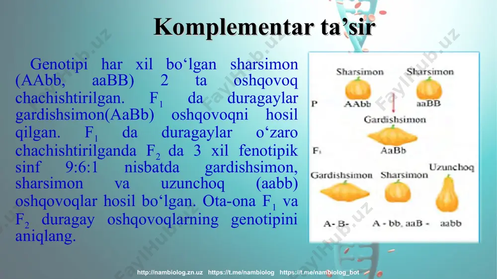 "noallel genlarning o`zaro ta`siri" mavzusidagi televizion dars - Page 4