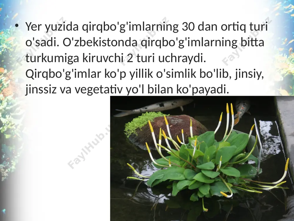 ngan bo'ladi. u fotosintez jarayonida organik moddalarni hosil qilishda ishtirok etadi. qirqbo'g'imlar sporalari orqali ko'payishdan tashqari il-dizpoyalari orqali vegetativ yo'l bilan ham ko'payadi. o'zbekistonda qirqbo'g'imning sershox qirqbo'g'im deb nomlanadigan ikkinchi turi ham o'sadi. bu tur dala qirq-bo'g'imidan bahorgi novdasining yo'qligi, spora beruvchi bo-shoqlari shoxlangan novdalar uchida hosil bo'lishi bilan farq qiladi. qirqbo'g'imlar qimmatli dorivor o'simliklardir. ularning poya va shoxlaridan tayyorlangan qaynatma va damlama siydik haydovchi dori sifatida ishlatiladi. savol va topshiriqlar qirqbo'g'imlar qanday tuzilishga ega? sporalar qayerda va qanday yetiladi? qirqbo'g'imlar qanday ko'payadi? vegetativ poyalarning ahamiyati nimalardan iborat? qirqbo'g'imlardan xo'jalikda qanday maqsadlarda foydalaniladi? image2.jpeg image3.jpeg image4.jpeg image5.jpeg image6.jpeg image7.jpeg image8.jpeg image9.jpeg image10.jpeg image11.jpeg image12.jpeg image13.jpeg image14.jpeg image1.jpeg