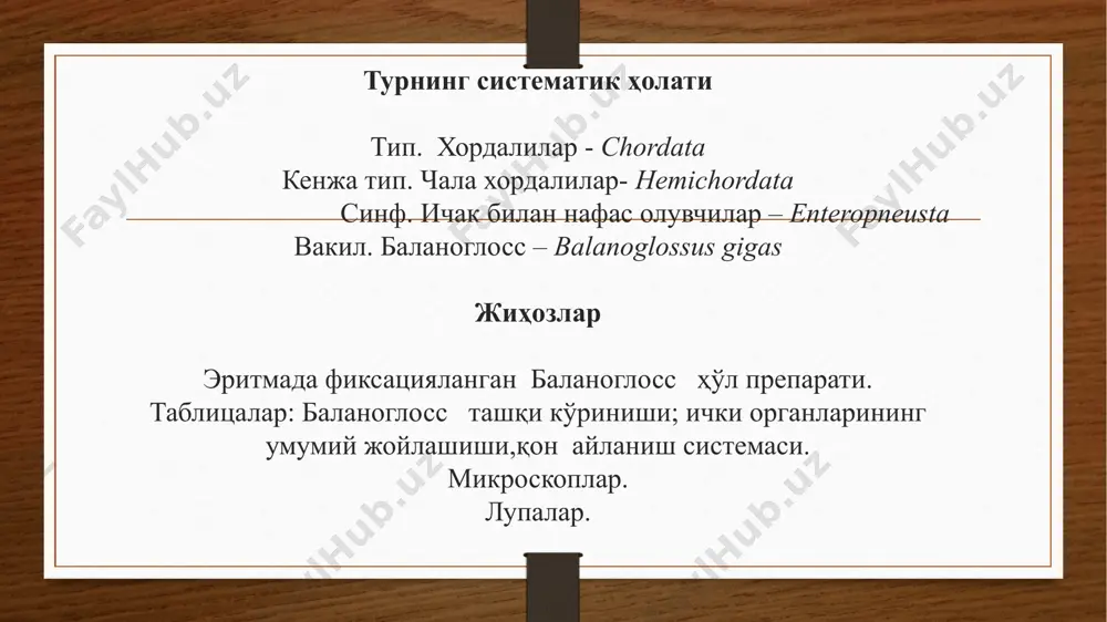 sus bir tuzilma bo'rtib chiqib turadi. bu tuzilma ichakning og'iz oldi o'simtasidan iborat bo'lib, u boshlang'ich (murtak) holdagi xordadir, chunki uning tuzilishi xordaga o'xshayda va xorda kabi endodermadan chiqib kelgan. xartumcha bo'shlig'i kichik teshikcha orqali tashqaridan kirgan dengiz suvi bilan to'lishi mumkin, shunda u tarang bo'lib qoladi. balanoglossning qon aylanish sistemasi tutash bo'lmay, asosan, orqa va qorin qorin tomirlaridan iborat. nerv sistemasi orqa qorin nerv iplaridan tuzilgan, ular halqum oldi nerv halqasiga qo'shilgan bo'ladi. yoqa joylashgan erdan o'tgan nerv iplarining ichida tor bo'shliq bor, bu bo'shliq, odatda, nevrotsel gomologi deb hisoblanadi. balanoglossda hech qanday sezuv organi topilmagan, undan yaxlit subepitelial nerv chigallarini hosil qiladigan ayrim sezuvchi hujayralargina topilgan, xolos. ichak jabralilar lichinkasida, deyarli barcha ninaterililardagiga o'xshash bosh tepa plastinkasi bor. bu plastinka metamorfoz davrida tamomila yo'qolib ketadi. murtak holidagi xorda atrofiga o'rnashgan burmali maxsus tuzilma ayirish organi vazifasini bajarsa kerak, shunga kshra, parchalanish mahsulotlari (siydik) xartumdagi kichkina teshikdan tashqariga chiqariladi. …
