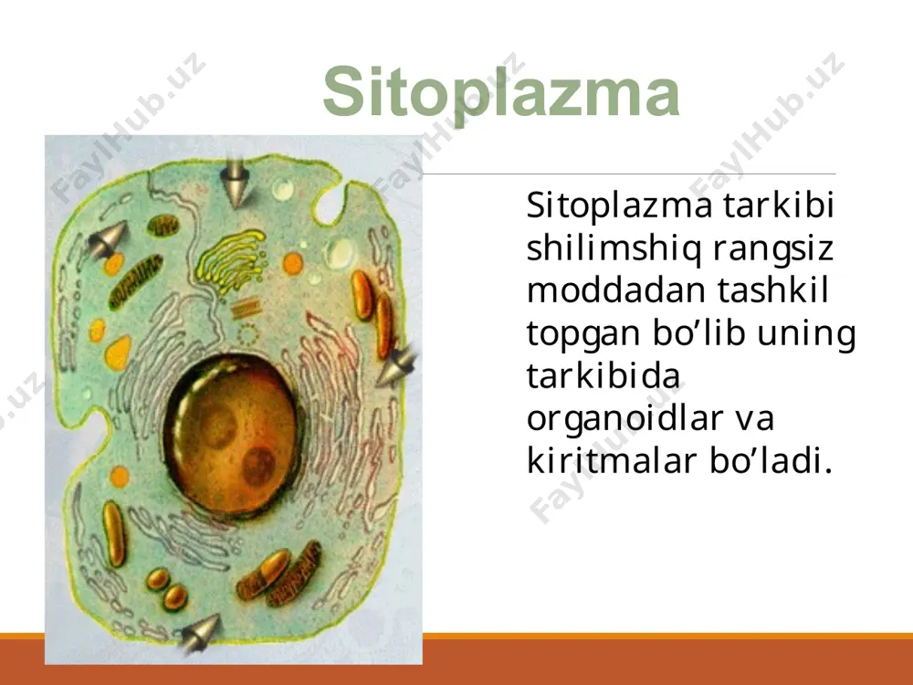biologiya dars mavzusi - Page 4