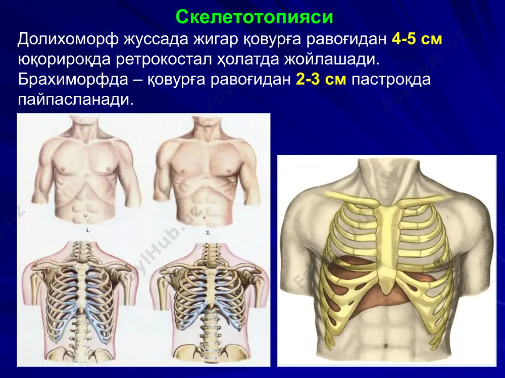 ислашни қийинлаштиради. ошқозон ости бези синтопиясининг мураккаблиги (йирик қон томирларнинг яқин жойлашиши) ва аъзонинг қорин парда орти бўшлиғида чуқур жойлашиши кўп вақтгача жарроҳлик даволаш услубларини қўллашга қийинчилик туғдирди, натижада, фақат охирги йиллардагина аъзо ўсма касалликларида ва панкреатитларида радикал оператив услублар кенг қўлланила бошланди. ошқозон ости безининг функционал ва топографик анатомик хусусиятлари унда кечаётган патологик жараёнларга, уларни консерватив ва оператив даволаш натижаларига ўз таъсирини кўрсатади. гепатопанкреатодуоденал комплексига тааллуқли аъзолар орасидаги анатомик ва функционал боғлиқлик касаллик белгиларининг генерализациясига яхшигина шароит яратади. кўпчилик ҳолларда, умумий ўт йўли сиқилиши натижасида жигарнинг экскретор функцияси фаолияти бузилади. ривожланаётган шиш ва ўткир панкреатитда аутолизнинг токсик маҳсулотлари пайдо бўлиши, ошқозон ости безининг юқори, пастки четлари, орқа юзасига яқин жойлашган йирик қон томирлар (дарвоза венаси, қорин пояси, аорта, юқори тутқич артерияси) бўйлаб ўрнашган симпатик нерв тизими чигалларининг сиқилиши ва зарарланишига олиб келади. ошқозон ости бези шишиши натижасида симпатик нервларнинг сиқилишини ва интоксикациясини ўткир панкреатитда юзага келадиган шокнинг сабабчиси сифатида …
