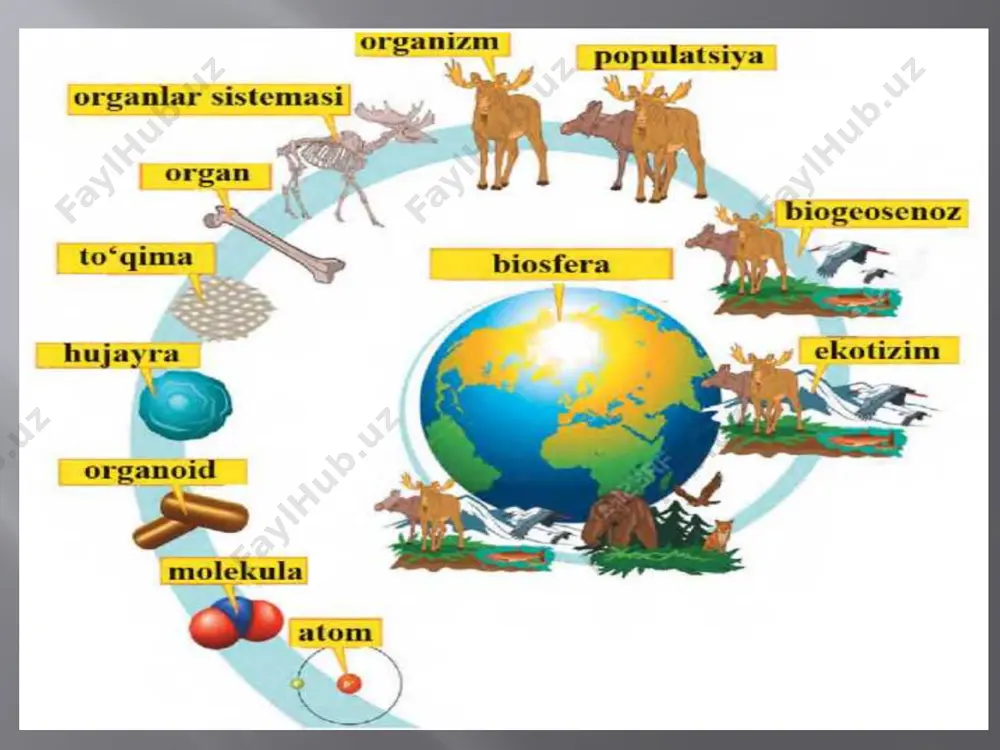 liq; kuchsiz kislota anionlari hujayra ichki muhitining doimiyligini - buferlikni ta’minlaydi gidrofil moddaning suvda erishi. 1 - gidrofil birikma; 2 - suv moleku­lalari suv molekulalari orasidagi vodorod bog’lar 5-mavzu: uglevodlar va lipidlar bir xil tipdagi monomerlardan tuzilgan polimerlar (glikogen, kraxmal, selluloza) gomopolimerlar, har xil tipdagi monomerlardan tuzilgan polimerlar (oqsillar, nuklein kislotalar) geteropolimerlar deyiladi. uglevodlar. uglevodlar hujayraning eng muhim organik birikmalari hisoblanadi. uglevodlarning umumiy formulasi cn( h2o)n. o’simliklar quruq moddasi massasining 80% ga yaqini, hayvonlar quruq moddasi massasining 2% ga yaqinini uglevodlar tashkil etadi. tarkibiga ko’ra uglevodlar uchta guruhga bo’linadi: monosaxaridlar, disaxaridlar va polisaxaridlar monosaxaridlar kichik tarkibiy qismlarga gidrolizlanmaydigan biomo- lekulalardir. ularning nomi tarkibidagi uglerod atomi soniga bog’liq. triozalarda uglerod atomining soni 3 ta (c3h6o3), tetrozalarda 4 ta (c4h8o4), pentozalarda 5 ta (c5h10o5), geksozalarda 6 ta (c6h12o6). monosaxaridlarning hammasi suvda yaxshi eriydigan shirin ta’mga ega rangsiz moddalardir 6-mavzu:oqsillar va nuklein kislotalar oqsillar tarkibida c, o, h, n, s tutuvchi yuqori molekular …