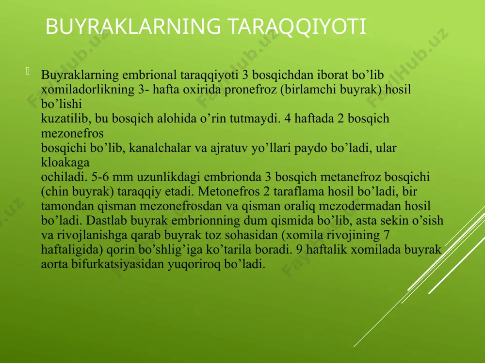 - 4 oylik bo‗lgan mahaldan boshlab rivjlantirib borish lozim. qon bilan ta’minlanishi буйракнинг ўзига хос қон айланиш системаси бўлади. буйрак ичига йўналган буйрак артерияси a. polares superiores, a. centralis, a. polares inferiores тармоқларига ажрайди. ўз навбатида бу қон томирлар a. interlobaris артерияларини ҳосил этади. буйракнинг пўстлоқ ва мағиз моддасининг чегарасида ёйсимон артериялар a. a. arcuatae ҳосил бўлади. бу артериядан бўлакчалар артерияси a. interlobulares ажрайди. нихоят артерияларнинг якуний тармоғ vas afferens буйрак таначасининг ботиқ қисмига кириб, буйрак қон томирлар коптокчасини - glomerulus - ни ҳосил этади. коптокча vas efferens қон томирига давом этади. бу чиқувчи томири яна бир маротаба капиллярларга парчалангандан сўнг вена қон томирлари ҳоси бўлади. натижада буйракда икки турдаги капилляр томирлар бўлади. биринчи тўри - ажойиб артериал тўри дейилиб, икки артериола : vas afferens ва vas efferens орасидаги glomerulus капиллярлар бўлса, иккинчи капилляр тўр оддий бўлиб артериола билан венул орасида жойлашади. оддий капилляр тўр қон томирлари буйрак таначасидан чиққанидан …