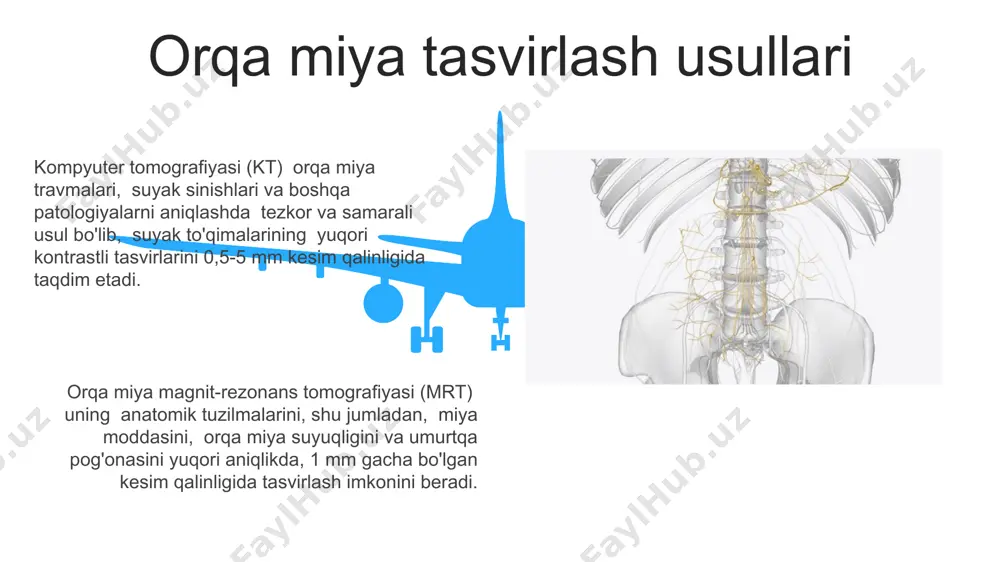 orqa miya anatomiyasi va fiziologiyasi - Page 5