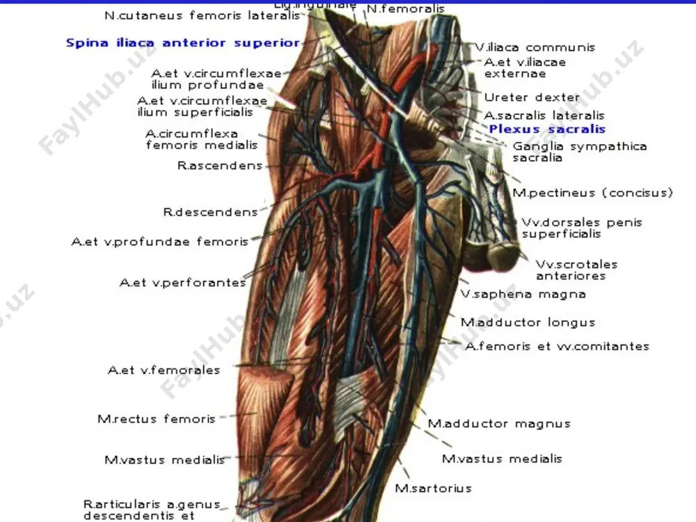 ди: v. v. jejunales – оч ичак веналари; 2. v. ileales – ёнбош ичак веналари; 3. v. gastroomentalis dextra – ўнг ошќозон – чарви венаси. 4. v. v. pancreaticae – меъда ости бези веналари; 5. v. iliocolica – ёнбош – кўр ичак венаси; бу венага v. appendicularis - чувалчангсимон ўсимта венаси ќуйилади; 6. v. colica dextra – йўѓон ичакнинг юќорига кўтарилувчи ќисмининг венаси; 7. v. colica media – йўѓон ичакнинг кўндаланг ќисмининг венаси; 8. v. v. pancreaticoduodenalis – меъда ости бези ва 12 бармоќли ичак венаси. дарвоза венаси системаси. v. lienalis – талоќ венаси v. lienalis – талоќ венасига ќуйидаги веналар ќуйилади: 1) v.v. pancreaticae – ошќозон ости бези веналари; 2) v.v. gastricae breves – ошќозоннинг калта веналари; 3) v. gastroomentalis – ошќозон – чарви чап венаси; 4) v. mesenterica inferior – пастки тутќич венаси. пастки тутќич венаси v. mesenterica inferior пастки тутќич венаси v. mesenterica inferior га ќуйидаги веналар …