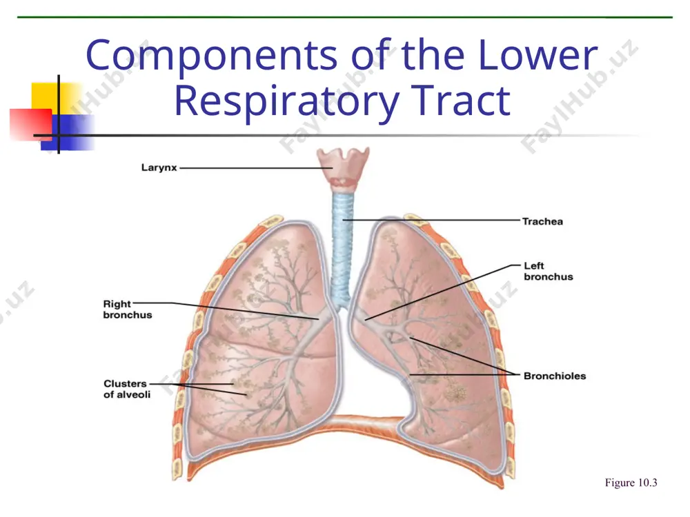 human respiratory system - Page 5