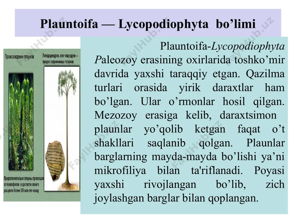 ashgan. qabilaning bizgacha faqat bitta plaundoshlar (lycopodiaceae) oilasining vakillari etib kelgan. plaundoshlar oilasiga 4 ta turkum kiradi. plaun lycopodium turkumiga 200 dan ortiq tur kiradi. ular tropik zonadan to tundragacha tarqalgan. o’rta osiyoda esa tog’li hududlarda uchraydi. poyasi tikka, ayrimlari yotib o’sadi yoki epifit holda uchraydi. to’nog’ichsimon plaun- lycopodium clavatum cho’qmoqli plaun (to’nag’ichsimon plaun) - lycopodium clavatam cho’qmoqli plaun (to’nag’ichsimon plaun) (lycopodium clavatam). ko’p yillik o’t o’simlik. poyasi yotib o’sadi, doim yashil. ko’proq o’rmonlarda o’sadi. poyasi dixatomik tarzda shoxlar hosil qiladi. poyasining uzunligi 1,5 dan 3 m gachayetib boradi. plaun sporangiylarda yetilgan sporalar yordamida ko’payadi. sporalar yozgi dixatomik shoxlangan poyaning yuqori qismida spora hosil qiluvchi boshoqchalarda yetiladi. spora hosil qiluvchi boshoqcha ikki qisim-dan: o;q va unda joylashgan spora bargchalaridan (sporafillardan) tashkil topgan. spora bargchaning kengaygan qismining ustki tomonida buyraksimon sporogoniy va qisqa band bor. sporalar sporogoniyda yetigandan so’ng, sporogoniyning ko’ndalang choki bo’ylab yorilishi natijasida tashqariga. tarqaladi. ular shaklan bir xil …
