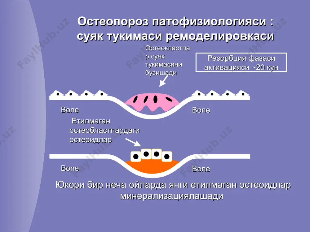 ши ёшга боглик (карилик) остеопорози одатда 80 ёшдан кейин учрайди, тахминан 1/3 холатларда эркакларда кузатилади касаллик асосий сабаби булиб суяк тукимаси шаклланиши камайиши ва буйракларни витамин d метоболизм килиш хусусиятини пасайиши витамин d дефицити кальций абсорбциясини пасайишига, окибатида паратгормон микдори ошишига олиб келади ( гиперпаратиреоз кузатилади ) ва суяк тукимаси резорбцияси кузатилади остеопороз ва ёш остеопороз кари ёшдагилар касаллиги хисобланади, бирок суяк тукимасини йукотиш жараёни бироз эрта бошланади остеопороз сезиларсиз прогрессирланади ва факат биринчи суяк синиши кузатилгандагина клиник сезиларли булади умумий суяк массаси одам ёшидан келиб чиккан холда возраст эркаклар аёллар эндокрин касалликлар иценко-кушинга касаллик / синдроми кандли диабет i типи тиреотоксикоз гипогонадизм гиперпаратиреоз ревматик касалликлар ревматоид артрит системали кизил бурича анкилозловчи спондилоартрит овкат хазм килиш касалликлари сурилишни бузилиши жигар касалликлари буйрак касалликлари сбе каналчали бузилишлар кон касалликлари миелом касаллиги лейкоз, лимфомалар генетик бузилишлар етилмаган остеогенез марфан синдроми дорилар глюкокортикоидлар антиконвульсантлар цитостатиклар тиреоид гормонлар антацидлар бошка холатлар овариэктомия иммобилизация алкоголизм …