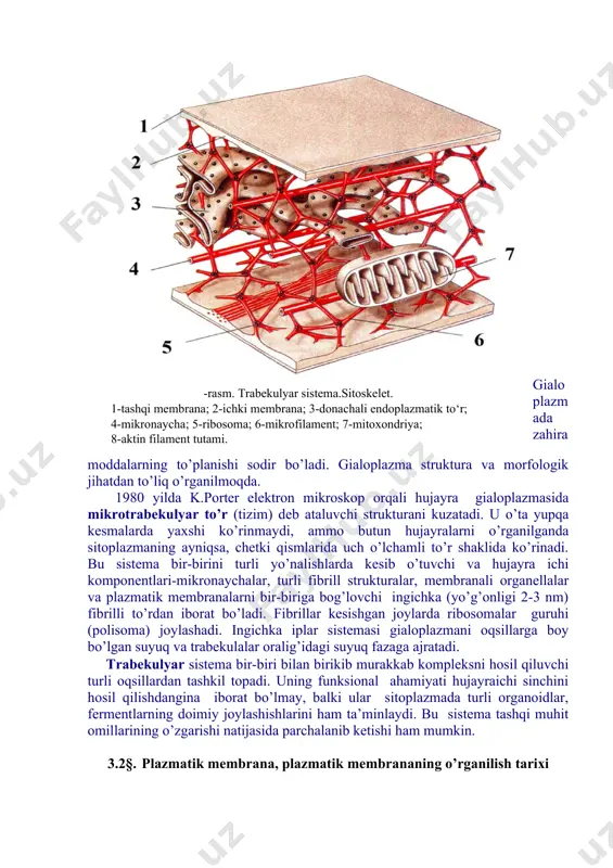 iksning eng muhim fermentlariga glikoliz fermentlari, qand, azotli asos, aminokislotalar, lipid va boshqa muhim birikmalar metabolizmi fermentlari kiradi. matriksda oqsil sintezida aminokislotalar va dnk larni faollashtiruvchi fermentlar bo’ladi. hujayraning osmotik, bufer xususiyatlari gialoplazma strukturasiga bog’liq bo’ladi. gialoplazmaning eng muhim xususiyatlaridan biri shuki, u yarim suyuq muhit sifatida hujayraning barcha strukturalarini birlashtiradi va ularning bir-birlari bilan ta’sirlanishini ta’minlaydi. gialoplazma orqali aminokislotalar, yog’ kislotalari, nukleotidlar, qandlarning hujayra ichida tashilishi amalga oshadi. gialoplazmada ionlarning plazmatik membranaga va undan tashqariga, mitoxondriyalarga, yadro va vakuolalarga doimiy oqimi bo’lib turadi. gialoplazma atf molekulasi massasini saqlash va ko’chib turish zonasi hisoblanadi. faqat gialoplazma orqali suvda erigan turli moddalarning hujayraga kirishi va chiqishi amalga oshadi. gialoplazmaga fagotsitoz yo’li bilan nisbatan qattiq zarrachalar, pinotsitoz yo’li bilan esa suyuq tomchilar kiradi. bu moddalar gialoplazmada turli joylarga tarqaladi va o’zgarishlarga uchraydi. gialoplazmada zahira moddalarning to’planishi sodir bo’ladi. gialoplazma struktura va morfologik jihatdan to’liq o’rganilmoqda. 1980 yilda k.porter elektron mikroskop orqali hujayra …