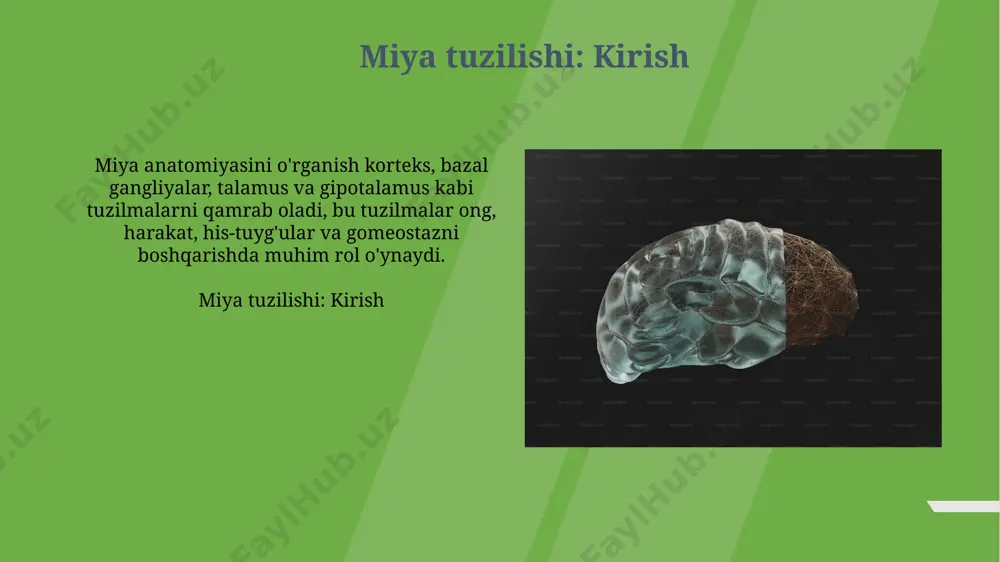 ni boshqaradi, bu esa stress reaksiyasi va o'sishni ta'minlaydi. frontal lob: joylashuvi va funksiyasi oldindan ma'lumot frontal lob miyaning eng old qismida, bosh suyagining old tomonida joylashgan. u miyaning hajmining taxminan 40 foizini tashkil etadi va ixtiyoriy harakatlar, rejalashtirish va qaror qabul qilish uchun mas'uldir. miya po'stlog'i: tuzilishi va roli miya po'stlog'i 6 qatlamdan iborat bo'lib, neokorteksning asosiy qismini tashkil qiladi. har bir qatlam turli xil hujayralar turlari va funksiyalari bilan xarakterlanadi, masalan, 4-qatlam sezgi ma'lumotlarini qabul qiladi. miya yarim sharlarining po'stlog'i 4 ta asosiy bo'lakka bo'linadi: frontal, parietal, temporal va oksipital. frontal bo'lak yuqori darajadagi kognitiv jarayonlar, masalan, qaror qabul qilish uchun mas'uldir. parietal lob: joylashuvi va funksiyasi parietal lobning asosiy funksiyalaridan biri - taktil sezgilar, harorat va og'riq kabi sezgi ma'lumotlarini 1-darajali somatosensor korteksda qayta ishlash, shu jumladan fazoviy orientatsiya. parietal lob vizual-fazoviy ko'nikmalar, navigatsiya va sensorli integratsiyani o'z ichiga olgan turli xil kognitiv funksiyalarda rol o'ynaydi. 5-sonli …