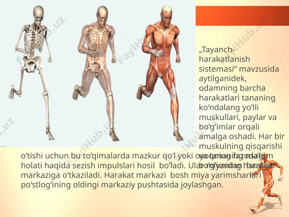 ni, siypalash va bosimni sezuvchi (taktil) retseptorlar bor. og‘riqni sezuvchi retseptorlarning soni taxminan 1 millionga yaqin. ular himoya vazifasini o‘taydi, ya’ni og‘riq sezish tufayli odam o‘zini noqulay ta’sirdan chetga oladi, himoyalanadi. mashhur fransuz faylasufi volter 200 yil muqaddam „hamma xavf-xatarda og‘riq odamning eng ishonchli qo‘riqchisidir, u doim ehtiyot bo‘ling, hayotingizni avaylang va asrang, deb uqtiradi“, deb yozgan edi. teridagi og‘riqni sezuvchi retseptorlarning qo‘zg‘alishi sezuvchi nerv tolalari orqali orqa miyadagi quyi nerv markazlariga, ulardan oraliq miyadagi po‘stloqosti markaziga va nihoyat yarimsharlar po‘stlog‘ining orqa markaziy pushtasida joylashgan sezish markazlariga boradi. markazdagi nerv hujayralarida ta’sir analiz va sintez qilinib, og‘riqning tabiati aniqlanadi. shuni ta’kidlash lozimki, ichki organlarda sodir bo‘lgan og‘riq, shu organlarning miyadagi markazlariga berilishi bilan birga, tananing mazkur organi joylashgan teri sohasiga ham tarqaladi. masalan, yurak sanchib og‘riganida ko‘krak qafasining chap tomonida va chap qo‘1 sohasida og‘riq seziladi. bundan tashqari, tananing qaysi qismida og‘riq paydo bo‘lsa, mazkur to‘qimalardagi retseptorlarning qo‘zg‘alishi miyadagi og‘riqni …
