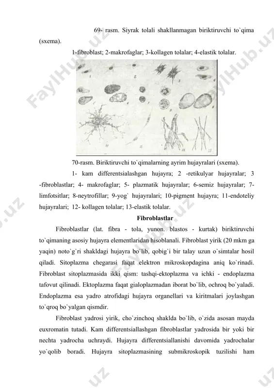 `unligini belgilaydi. fibroblastlar oddiy sharoitda harakatsiz bo`lib, faqat mu-ayyan sharoitlardagina harakat qila oladi. hujayra sitoplazmasi pufakchalarga boy, ular asosan hujayra qobig`i invaginatsiyasi hisobiga hosil bo`ladi va pinotsitoz vazifasini bajarishi mumkin. fibroblast sitoplazmasida lipid donachalar, multivezikulyar tanachalar va hatto miyelin tuzilmalar ham uchrab turadi. biriktiruvchi to`qimada turli darajada yetilgan fibroblast hujayralari uchrashi mumkin. ular kam differensiallashgan yosh fibroblastlar, yetuk fibroblastlar va fibrotsitlarni o`z ichpga oladi. yosh fibroblastlar mitoz yo`li bilan ko`payish qobiliyatiga ega bo`lib, ularda oqsil sintezi sust darajada bo`ladi. funktsional jihatdan eng aktiv hujayralar bo`lib, yetuk fibroblastlar hisoblanadi. ular biriktiruvchi to`qimaning hujayra oraliq moddasini ishlab chiqaruvchi asosiy hujayralardir. bu hujayralar sitoplazmasida fibrillyar oqsillar (kollagen, elastin), sulfatlangan va sulfatlanmagan glikozaminoglikanlar, proteoglikanlar sintezlanadi va hujayra oraliq muhitiga chiqariladi. biriktiruvchi to`qimada tolalar va asosiy modda hosil bo`lishi, jarohatlarning, yaralarning bitishi va chandiq hosil bo`lishi, to`qimaga tushgan yot tanachalar atrofida kapsula hosil bo`lishi - bularning hammasi yetuk fibroblastlar faoliyatining natijasidir. fibrotsitlar - fibroblastlarning definitiv …