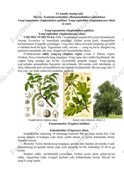 yong‘oqnamolar (juglandales) qabilasi — DOCX