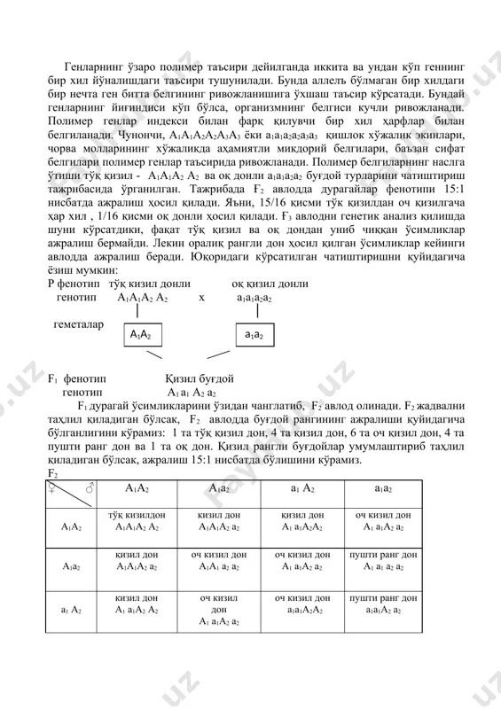баъзан сифат белгилари полимер генлар таъсирида ривожланади. полимер белгиларнинг наслга ўтиши тўқ қизил - а1а1а2 а2 ва оқ донли а1а1а2а2 буғдой турларини чатиштириш тажрибасида ўрганилган. тажрибада ғ2 авлодда дурагайлар фенотипи 15:1 нисбатда ажралиш ҳосил қилади. яъни, 15/16 қисми тўк қизилдан оч қизилгача ҳар хил , 1/16 қисми оқ донли ҳосил қилади. ғ3 авлодни генетик анализ қилишда шуни кўрсатдики, фақат тўқ қизил ва оқ дондан униб чиққан ўсимликлар ажралиш бермайди. лекин оралиқ рангли дон ҳосил қилган ўсимликлар кейинги авлодда ажралиш беради. юқоридаги кўрсатилган чатиштиришни қуйидагича ёзиш мумкин: р фенотип тўқ кизил донли оқ қизил донли генотип а1а1а2 а2 х а1а1а2а2 │ │ геметалар а1а2 а1а2 f1 фенотип қизил буғдой генотип а1 а1 а2 а2 f1 дурагай ўсимликларини ўзидан чанглатиб, f2 авлод олинади. f2 жадвални таҳлил қиладиган бўлсак, f2 авлодда буғдой рангининг ажралиши қуйидагича бўлганлигини кўрамиз: 1 та тўқ қизил дон, 4 та қизил дон, 6 та оч қизил дон, 4 та …