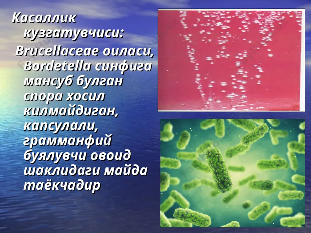 viy hususiyatlariga qarab tashhis qo’yiladi. 3. serologik usul komplementni bog’lash (kbr) reaksiyasi, immunoferment analiz (ifa) reaksiyasi, immunoflyuressent usullaridan foydalaniladi. 4. teri allergik sinama 0.1 ml antigen bemor bilagining ichki yuzasidagi teri orasiga yuboriladi va 16 – 20 soatdan kein antigen yuborilgan joy 2 sm kattalikda qizarsa reaksiya musbat hisoblanadi. havo tomchi infeksiyalarida “ halqum tampon usuli” da ashyo olish tibbiyot hodimi chap qo’lidagi shtapel bilan tilni bosib, o’ng qo’lidagi steril tamponni og’iz bo’shlig’iga kiritadi. bunda tampon til, tanglay shilliq qavatlariga tegib ketmasligi kerak. shilliq ashyo halqumni orqa devorida o’ngdan chapga qarab 2 – 3 martta harakat qildirib olinadi va tampon sekinlik bilan og’iz shilliq qavatlariga tegizmasdan olinadi. olingan biologik ashyo maxsus oziq muhitlarga ekiladi. дифференциал диагностикаси грипп. кизамик. бронх касалликлари. бронхиал астма. ёт танача. паракоклюшлар билан. davolash bemorni har taraflama davolash lozim. dastlab yuqori nafas yo’lidagi shilliq qavat retseptorlarini qitiqlaydigan ko‘kyo‘tal bakteriyalarni yo‘qotish zarur. bemorga ko‘kyo‘talga qarshi maxsus gamma -globulin, …