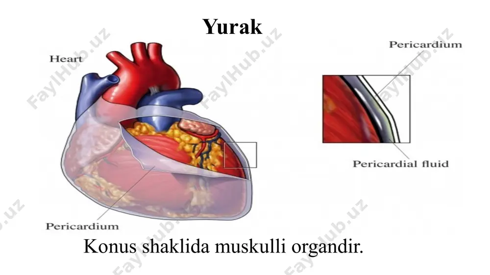 arining yo'q qilinishi (gemoliz). turli xil anemiya holatlari orasida temir tanqisligi kamqonligi eng keng tarqalgan va barcha anemiyalarning taxminan 80% ni tashkil qiladi. jahon sog'liqni saqlash tashkiloti ma'lumotlariga ko'ra, dunyodagi har 3-ayol va har 6-erkak (200 million kishi) temir tanqisligi kamqonligidan aziyat chekmoqda. temir tanqisligi anemiyasi(ida) - temir tanqisligi tufayli gemoglobin sintezining buzilishi bilan tavsiflangan va anemiya va sideropeniya bilan namoyon bo'ladigan gematologik sindrom. ida ning asosiy sabablari qon yo'qotish va go'sht va baliq kabi gemga boy oziq-ovqatlarning etishmasligidir. temir tanqisligi kamqonligi bilan og'rigan bemorning rangpar qo'li (chapda) va sog'lom ayolning oddiy qo'li. temir tanqisligi kamqonligi bilan og'rigan bemorning rangpar qo'li (chapda) va sog'lom ayolning oddiy qo'li. b12 tanqisligi kamqonligining belgilari: b12 tanqisligi anemiyasi nisbatan sekin rivojlanadi va asemptomatik bo'lishi mumkin. anemiyaning klinik belgilari o'ziga xos emas: zaiflik, charchoq, nafas qisilishi, bosh aylanishi, yurak urishi. bemorlarning rangi oqargan, subikterik. glossit belgilari mavjud - yallig'lanish joylari va papilla atrofiyasi bilan, laklangan …