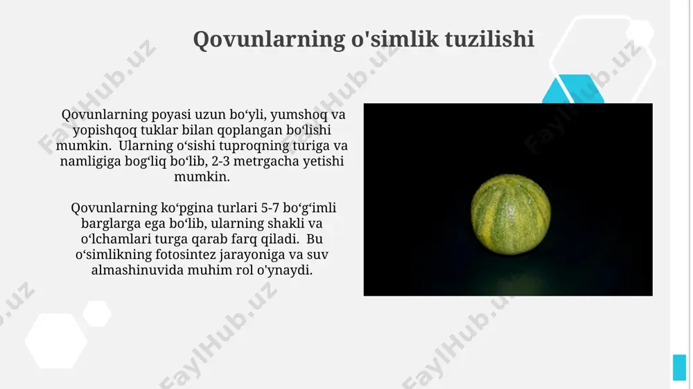 g'lom va shikastlanmagan mevalar 2-3 oygacha saqlanishi mumkin. qovunlarni 10-12°c haroratda va 85-90% namlikda saqlash ularning sifatini uzoq vaqt saqlashga yordam beradi, bu esa chiriganlik va namlikning oldini oladi. qovunlarning foydali xususiyatlari qovunlar a va c vitaminlari, kaliy va magniy kabi muhim minerallarga boy bo'lib, immunitet tizimini mustahkamlashga va yurak-qon tomir salomatligini yaxshilashga hissa qo'shadi. qovunlar tarkibida 90% gacha suv bo'lib, organizmni suv bilan ta'minlashda muhim rol o'ynaydi, shuningdek, issiq havoda tanani sovutishga yordam beradi. qovunlarning iqtisodiy ahamiyati qovun yetishtirish o'zbekistonning yalpi ichki mahsulotining 2% dan ortig'ini tashkil etadi va minglab fermerlarning daromad manbai hisoblanadi. eksport qilinadigan qovunlarning 90% dan ko'prog'i yuqori sifatli navlar bo'lib, bu mamlakatning xalqaro bozordagi raqobatbardoshligini oshiradi. qovunlarning tibbiy qo'llanilishi qovunda mavjud bo'lgan a vitamini ko'z salomatligi uchun muhim, 100 gramm qovunda kunlik ehtiyojning 20% ini qoplaydi. qovun tarkibidagi kaliy miqdori qon bosimini tartibga solishga yordam beradi, yuqori qon bosimi xavfini 5-10% ga kamaytirishi mumkin. qo'ziqorinning …