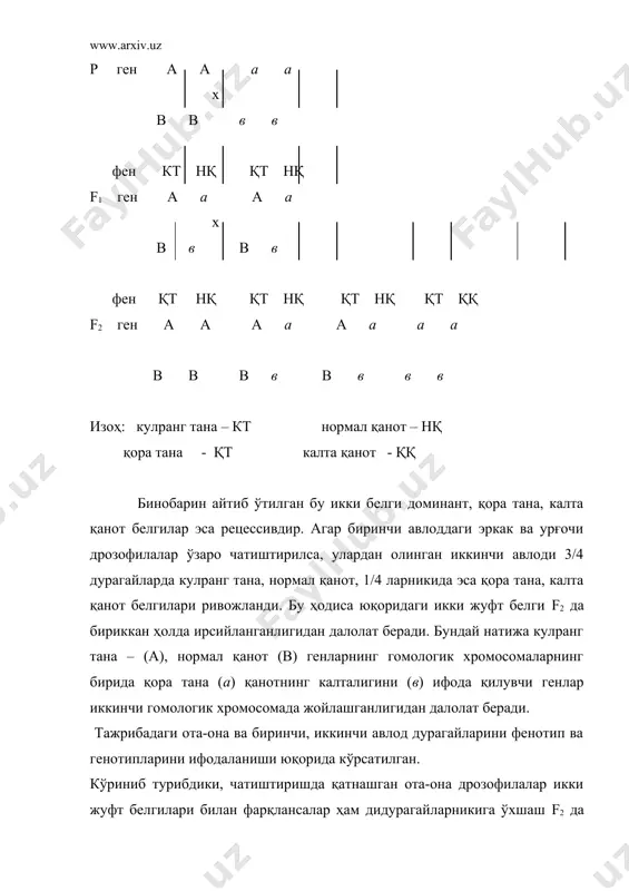 5%:25% дан ёки 1:1:1:1 нисбатда бўлиши керак. схемада кўриниб турибдики, дрозофила мева пашшасидаги тахлилий чатиштиришда ота ва онага ўхшаш индивидлар кўпчиликни – (83%), ота-онага ўхшамаганлар эса, озчиликни (17%),) ташкил этади. бундай ҳодиса ўз-ўзидан белгиларнинг бириккан ҳолда ирсийланишини тасдиқлайди. лекин ота-онага ўхшаш индивидларни 50% бирмунча камлиги, она организмида ота-она хромасомаларнинг мейознинг редукцион бўлинишини профазасида ўзаро коньюгацияси, сўнгра ажралиши натижасида айрим вақтларда улардаги генларнинг ўрни алмашиши билан изоҳланади. гомологик хромасомалардаги генларнинг ўрин алмашиши кроссинговер ( инглизча crossingover-айрибошлаш) деб аталади. кроссинговер ҳодисасига одамдаги белгиларнинг ирсийланиши бўйича ҳам мисол келтириш мумкин. аниқланишича одамларда дальтонизм-d ва шап кўрлик -sh (қоронғида кўрмаслик) генлари х жинсий хромосома орқали авлодларга берилади. ушбу генлар орасидаги масофа 40 морганидга тенг. фараз қилайлик отаси дальтоник, онаси шапкўр бўлган оилада туғилган нормал кўрадиган қиз, ҳар икки белги бўйича нормал йигитга турмушга чиққан. хотиннинг фенотипидан маълум бўладики, дальтонизм гени ҳам, шапкўрлик гени ҳам рецессив ҳолда авлоддан-авлодга ўтади. ана шу никоҳдан туғилган болаларда мазкур …