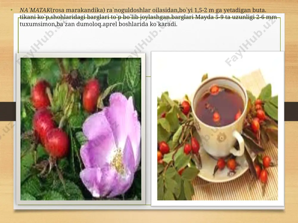 -3 sm bo`ladi. u mart oyida ko`karadi va shu oyning oyning o`zida gullydi, gulari oq rangda. mevasi iyun iyul oylarida pishadi. u har hil shaklda, sariq och qizil , to`q qizil rangda. mevasida yopishqoq shirali neatin deb ataluvchi modda bo`lganligi uchun konditer sanoatida marmelad tayyorlashda ishlatiladi. irg`ay (kotoneaster multiflora) rra`noguldoshlar oilasidan, bo`yi 0,5-1,5m ga tetadigan tik o`suvchi buta . barglari uzun teskari tuxumsimon. ancha enli barglarining ikki tomoni ham tuksiz . irg`ay may oyida gullaydi ,ro`vak shaklida to`p gul hosil qiladi. gultoji oq ,mevasi sentabr oyida pishadi.u och qizil rangli,cho`zinchoq tuxumsimon ,uzunligi 6-10 mm 1-2 ta danakdan iborat.manzarali buta. gullar uchun payvantag sifatida ham ishlatiladi. chetan (sorbus persika ) ranoguuldoshlar oilasidan, boyi 3-5 m yetadigan buta yoki daraxt. barglari nashtarsimon o`tkir uchli, uzunligu 10 – 16 sm, iyun oyida gullaydi. qizil rangli gullarnind bir nechasi yig`ilib diometri 15 sm bo`ladigan to`p gul hosil qiladi gulkosasi uchburchak mevasi avgust oyida pishadi.qurilish …