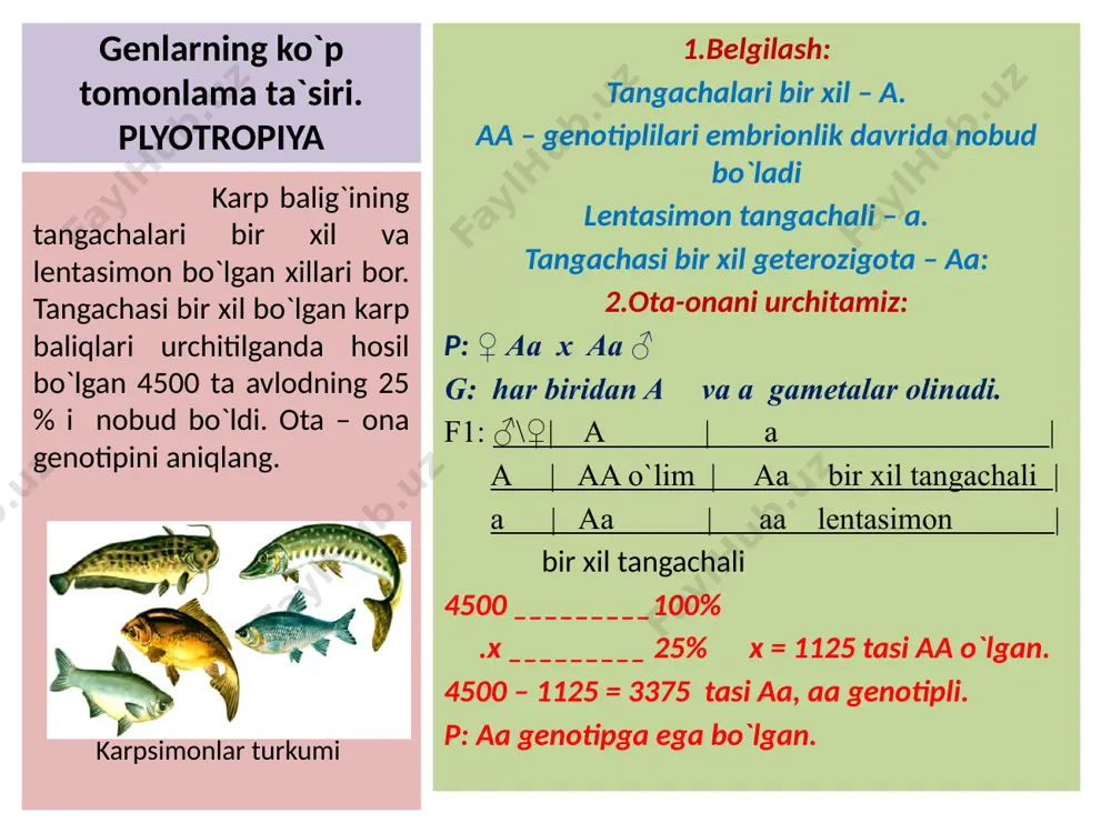 genlarning dominant alleli (n) gomozigota holatda barmoqlarning kamroq qisqarishiga olib keladi, geterozigota holatda esa o`rtacha qisqarishiga sababchi bo`ladi. shunga ko`ra odamning genotipi bbnn (1) va bbnn (2) bo`lsa, ularning fenotipini aniqlang. genlarning ko`p tomonlama ta`siri. plyotropiya 1. donning to‘q qizil rangi a1a1a2a2 genotipga, qizil bo‘lishi a1a1a2a2 va a1a1a2a2 genotiplarga, och qizil bo‘lishi a1a1a2a2, a1a1a2a2, a1a1a2a2 genotiplarga, juda och qizil bo‘lishi a1a1a2a2, a1a1a2a2 genotiplarga va oq bo‘lishi a1a1a2a2 genotipga bog‘liq. 2. duragaylarning genotipiga qarab, ota-ona organizmlar genotipini tpamiz. 25% och qizil → a1a1a2a2, a1a1a2a2, a1a1a2a2 50% juda och qizil → a1a1a2a2, a1a1a2a2 25% oq → a1a1a2a2 3. fikrlaymiz ota-ona genotipi qanday bo`lsa, yuqoridagi xildagi genotipga ega organizmlar olinadi? p: ♀a1a1a2a2 x ♂a1a1a2a2 g: ♀a1a2, a1a2, a1a2, a1a2 ♂ a1a2 f1: ♂ \♀ a1a2, a1a2, a1a2, a1a2 a1a2 a1a1a2a2 a1a1a2a2 a1a1a2a2 a1a1a2a2 25% 25% 25% 25% och qizil donli bug‘doy o‘simliklari oq donli o‘simliklar bilan chatishtirilganda, keyingi avlodda olingan o‘simliklarning 25% i …