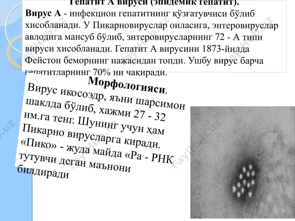 оғриган беморлар атрофдагилар учун жуда хавфли хисобланади. касаллик мавсумий характерга эга бўлиб, асосан куз ва қиш ойларида кўпроқ тарқалади. кўпинча 5-15 ёшдаги болалар кўпроқ касалланади. касаллик фекал - орал йўл билан (алиментар йўл), зарарланган овқат маҳсулотлари, сут, сув ва ҳ.к. орқали ошқозон - ичак трактига тушади, яъни юқади. вирус асосан ингичка ичакнинг деворидаги шиллиқ қаватининг эпителий ҳужайраларнинг ичига кириб жойлашади ва кўпаяди. касалликнинг яшириш даври 15 - 30 кун, ўртача 20 - 24 кун давом этади. бу даврда қўзғатувчи ичак шиллиқ қаватида кўпайгандан сўнг, лимфа системасига ва қонга тушади ва бутун организмга тарқалади. ҳайвонлар учун патогенлиги. табиий шароитда гепатит а билан фақат одамлар касалланади. аммо африка ўрмонларида яшовчи мармазет ва шимпанзе маймунлари ушбу вирусга ниҳоятда мойил. лаборатория хайвонлари касалланмайди. иммунитети. касалликдан сўнг кучли ва узоқ муддатли иммунитет қолади. профилактикаси. ҳозирги вақтда гепатит а га қарши ген инженерияси асосида олинган аваксим вакцинаси қўлланилади ва у яхши натижа бермоқда. ваксина икки марта …